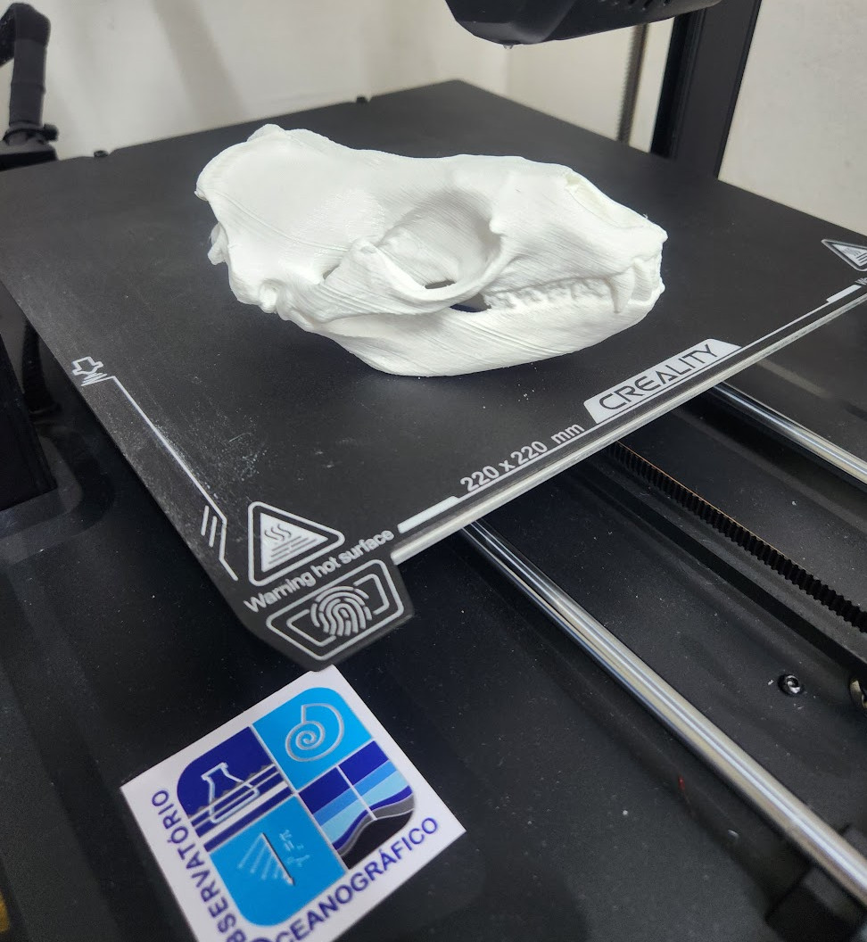 3D-printed model of a leopard seal skull on the printer