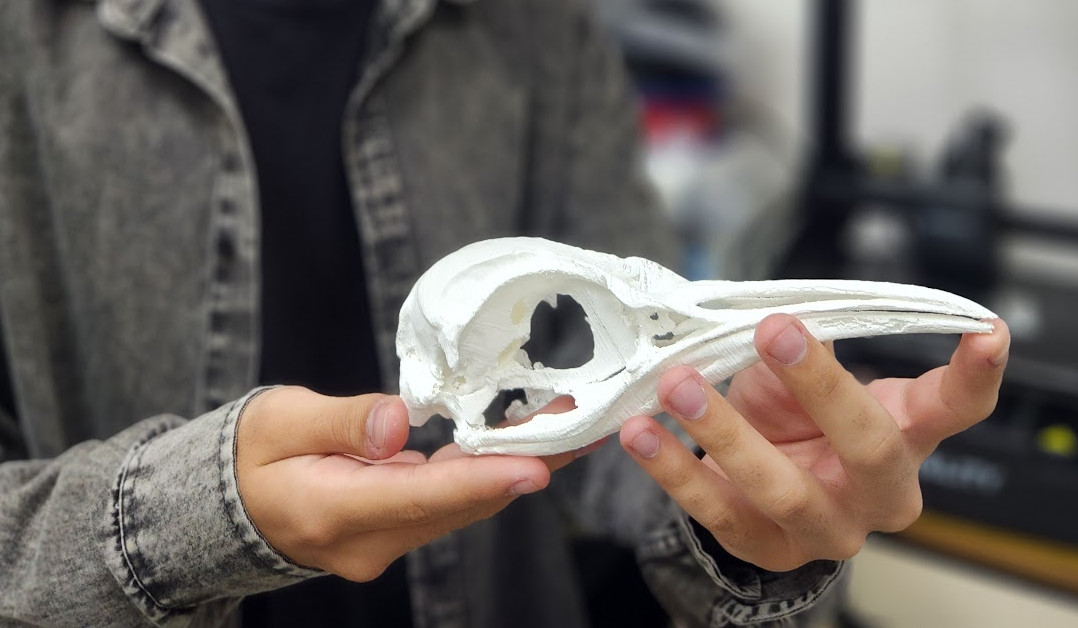 Educational 3D-printed model of a penguin skull